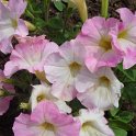 Petunia x 'Fantasy Pink Morn' fleur